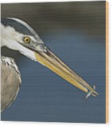 Great Blue Heron With Juvenlile Mullet Wood Print