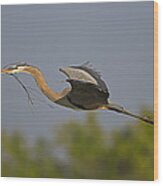 Great Blue Heron With Nest Material Wood Print