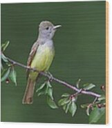Great Crested Flycatcher Wood Print