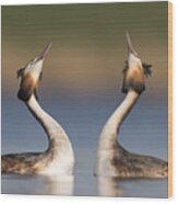 Great Crested Grebes Courting Wood Print