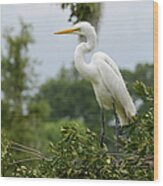 Great Egret Ardea Alba Wood Print