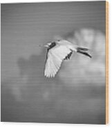 Great Egret In Flight Black And White Wood Print