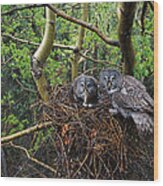 Great Gray Owl Pair Nesting Wood Print