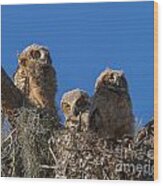 Great Horned Owl Chicks Wood Print