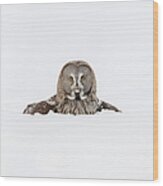Great Owl  Allocco Di Lapponia  Strix Wood Print