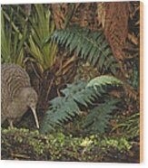 Great Spotted Kiwi Male In Rainforest Wood Print