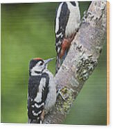 Great Spotted Woodpecker And Juvenile Wood Print