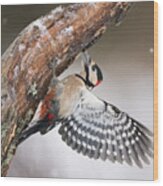Great Spotted Woodpecker Male Sweden Wood Print