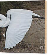 Great White Egret Wood Print