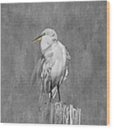 Great White Egret Wood Print