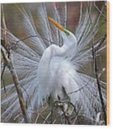 Great White Egret With Breeding Plumage Wood Print