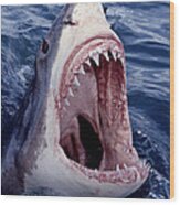 Great White Shark Lunging Out Of The Ocean With Mouth Open Showing Teeth Wood Print