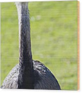 Greater Rhea 7d9038 Wood Print