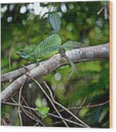 Green Basilisk Lizard Wood Print