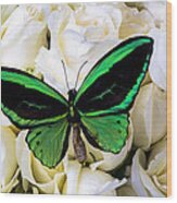 Green Butterfly On White Roses Wood Print