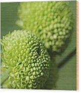Green Button Pom Chrysanthemum Wood Print