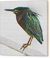 Green Heron In Scottsdale Wood Print