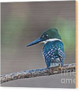 Green Kingfisher Wood Print