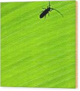 Green Leaf Background With A Bug Wood Print