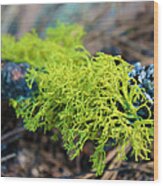 Green Lichen Wood Print