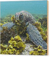 Green Sea Turtle Eating Seaweed Wood Print