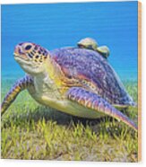 Green Sea Turtle Near Marsa Alam , Egypt Wood Print