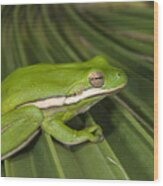 Green Tree Frog Little St Simons Island Wood Print