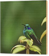 Green Violetear Hummingbird Wood Print