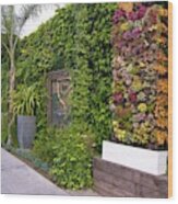 Green Wall In Los Angeles Wood Print