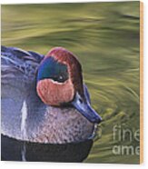 Green-winged Teal Duck Wood Print