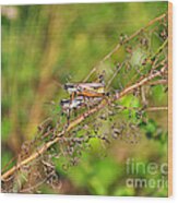 Gregarious Grasshoppers Wood Print