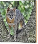 Grey Fox In A Tree Wood Print
