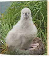 Grey-headed Albatross Chick Wood Print