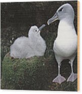 Grey-headed Albatross Greeting Chick Wood Print