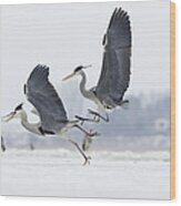 Grey Heron Pair Fighting Over Fish Wood Print