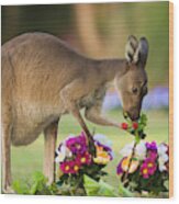 Grey Kangaroo Eating Graveyard Flowers Wood Print