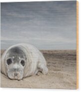 Grey Seal On Beach Norfolk England Wood Print