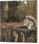 Grey Squirrel On A Stump Wood Print