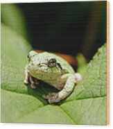 Grey Tree Frog Wood Print