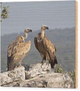 Griffon Vulture Pair Extremadura Spain Wood Print