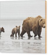 Grizzly Bear Mother And Cubs Lake Clark Wood Print