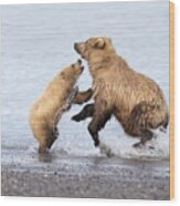 Grizzly Bear Mother Playing Wood Print