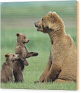Grizzly Cubs With Mother Wood Print