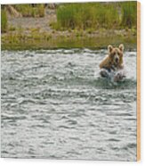 Grizzly Mom Fishing For Salmon Wood Print