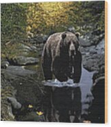 Grizzly Reflection Wood Print