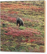 Grizzly Ursus Arctos In Alaskan Tundra Wood Print
