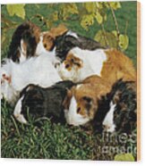 Group Of Guinea Pigs Wood Print