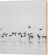 Group Of Mallard Ducks Flying Wood Print