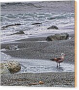 Gull And Black Sand Beach - California Wood Print