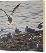 Gull Landing In Marietta Wood Print